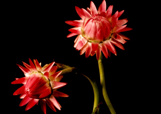 A0009 - Strohblume