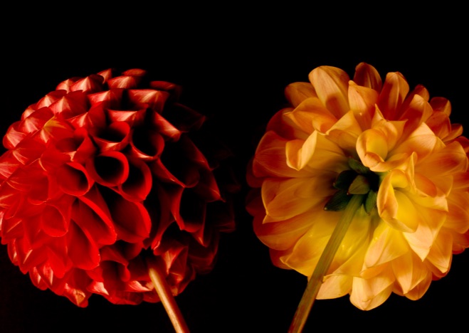 A0010 - 2 Blumen rot und orange auf schwarz, BLUME: Dahlie