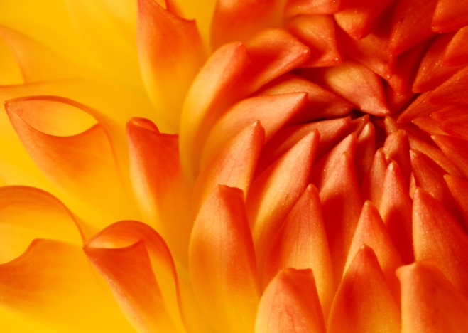 A0012 - Orange Blume nah, BLUME: Dahlie