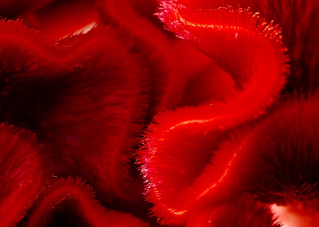 A0017 - Rote Blume nah, BLUME: Celosie