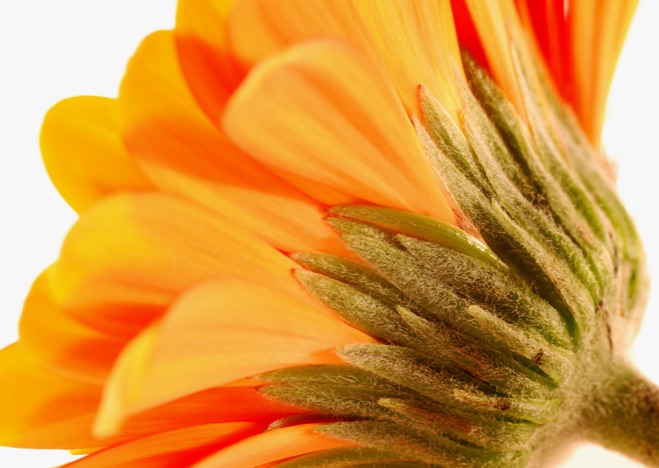 A0020 - Gerbera
