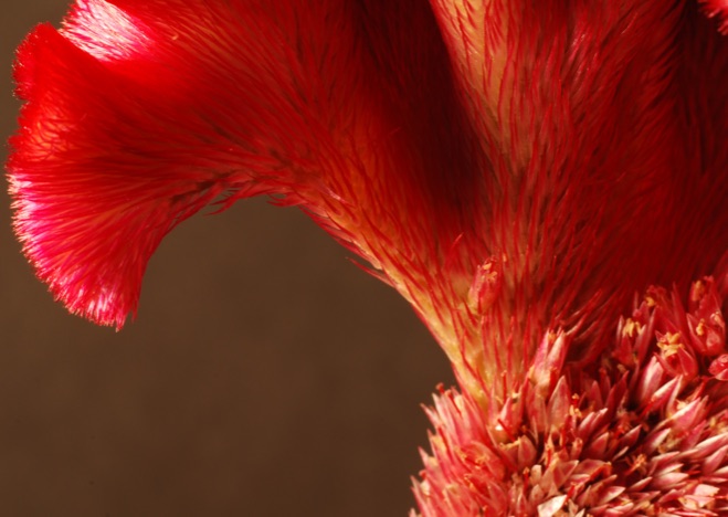 A0022 - Blume rot auf braun, BLUME: Celosie