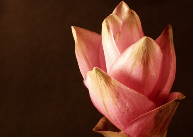 A0023 - Blume rosa auf braun, BLUME: Curcuma
