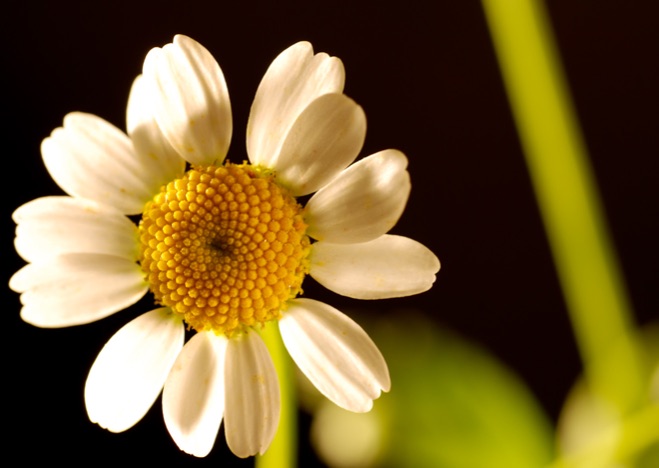 A0025 - Margerite auf schwarz, BLUME: Margerite