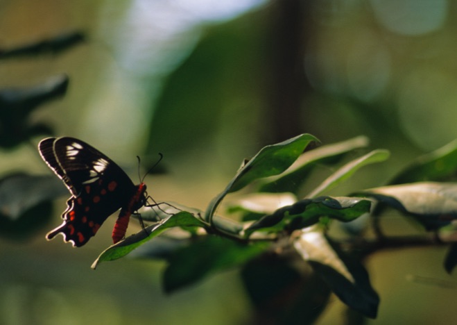 A0042 - Schmetterling in grünen Blättern, Goa