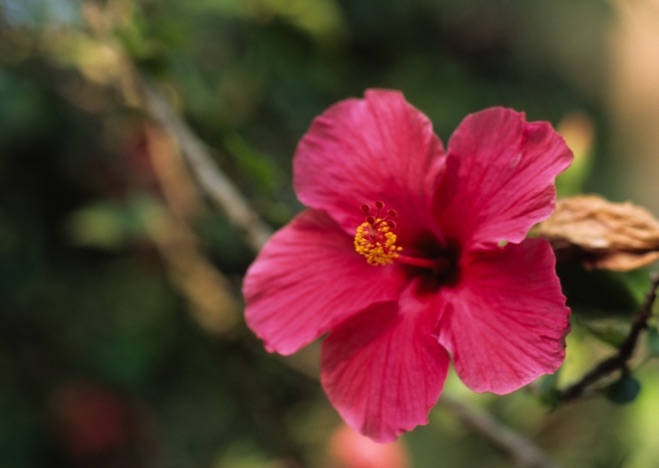 A0043 - Hibiskus Blume vor grünem Hintergrund Kannur, BLUME: Hibiskus