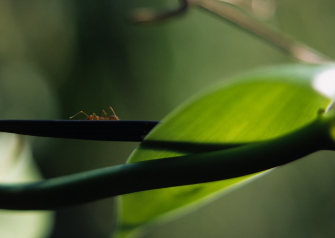 A0044 - Ant and Vanilla