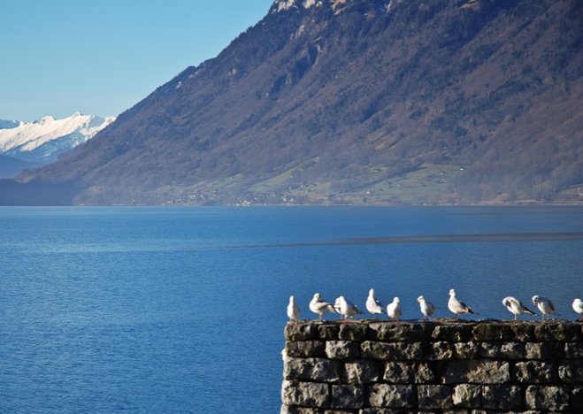 A0051 - Möven auf Steinmauer vor See
