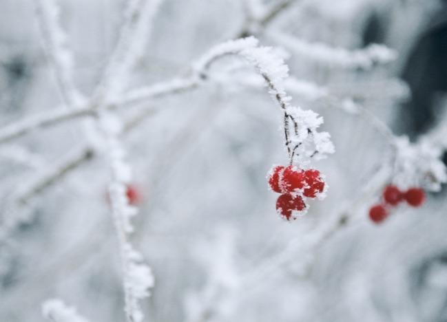A0055 - Beren im Frost