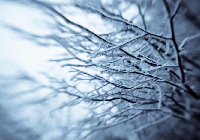 A0058 - Äste mit Lensbaby im Frost