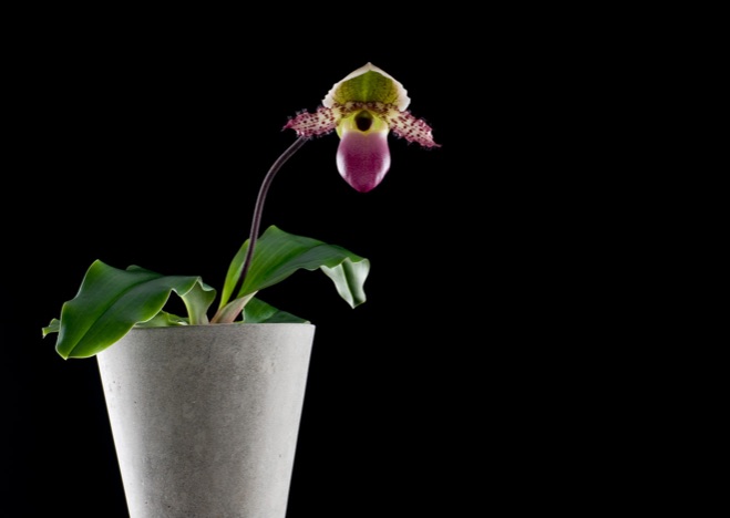 A0081 - Frauenschuh, Paphiopedilum