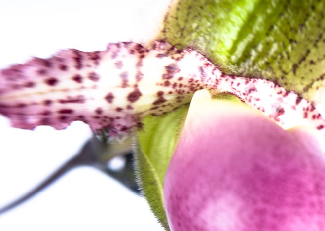 A0082 - Frauenschuh, Paphiopedilum