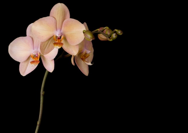 A0083 - Orchidee, Phalaenopsis