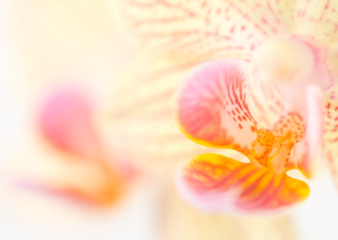 A0084 - Orchidee, Phalaenopsis