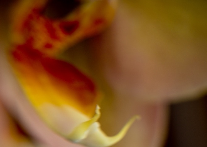 A0085 - Orchidee, Phalaenopsis