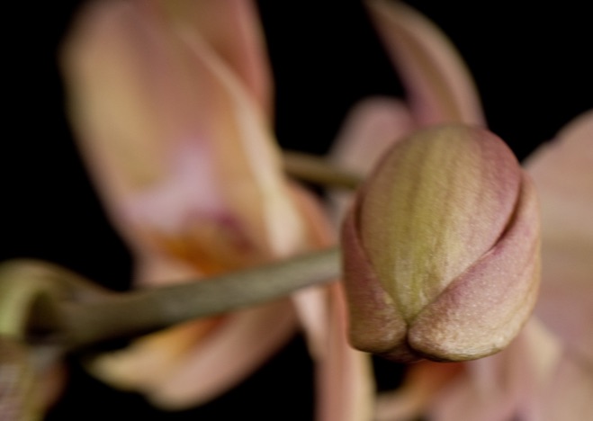 A0086 - Orchidee, Phalaenopsis