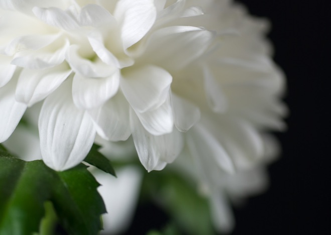A0087 - Chrysantheme