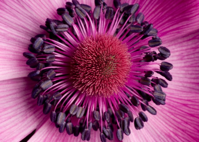 A0088 - Anemone