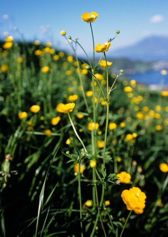 A0101 - Butterblume