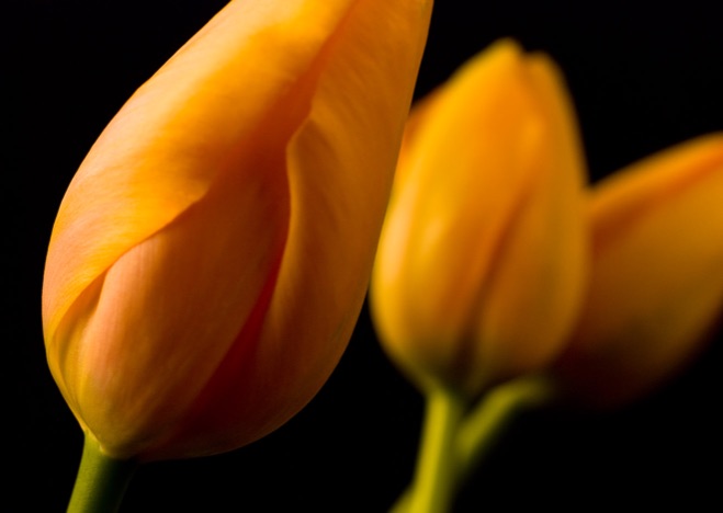 A0104 - Drei Tulpen