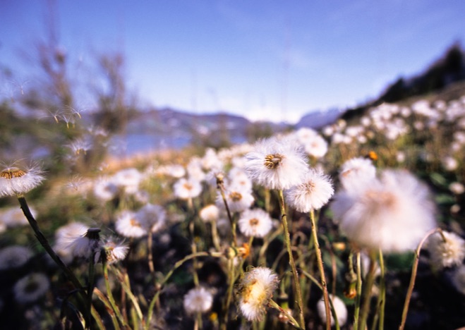 A0113 - Huflattich, Tussilago Farfara
