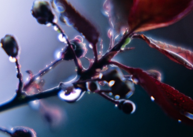 A0114 - Ast mit roten Blättern vor Blauem hintergrund mit Wassertropfen