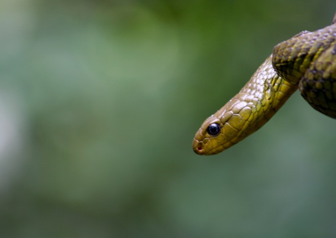 A0139 - Amazonas Dschungel, Ecuador