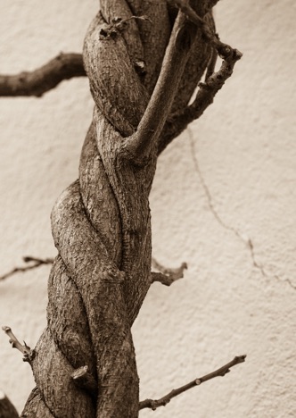 A0150 - Verdrehter Ast in Sepia