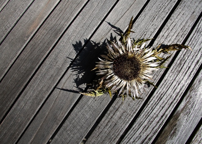 A0188 - Silberdistel