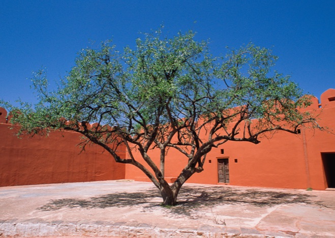 A0198 - Baum mit roter Mauer im Hintergrund