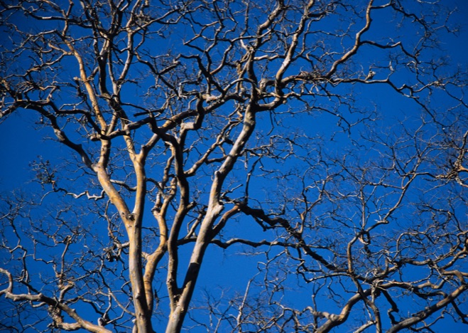 A0199 - Baum vor blauem Hintergrund