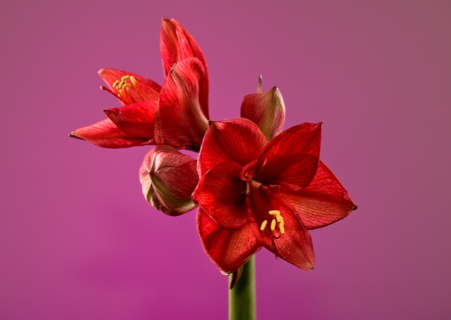 A0200 - Amaryllis