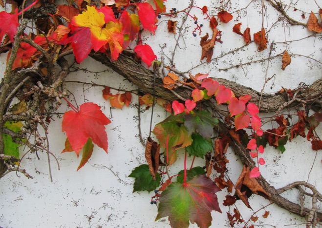 A0241 - Herbstblätter