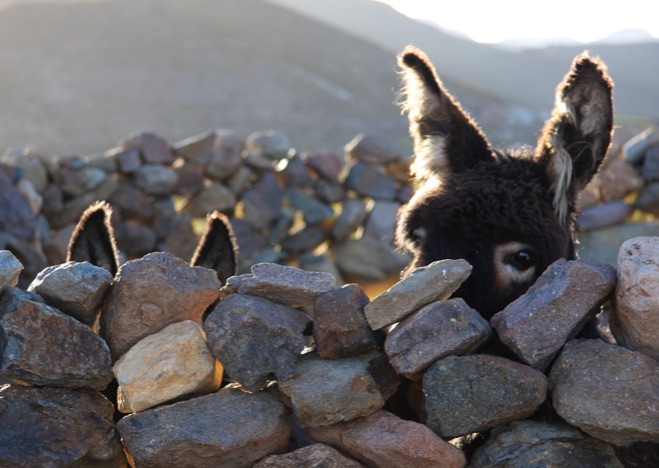 A0259 - Esel, Bolivien
