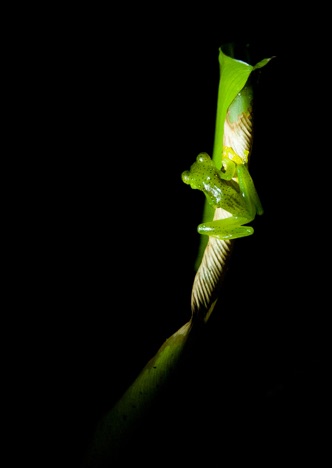 A0299 - Frosch, Ecuador