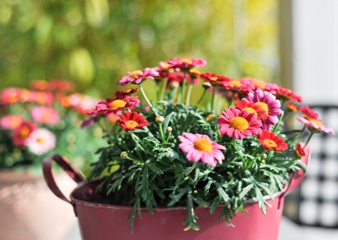 A0326 - Sommermargeriten