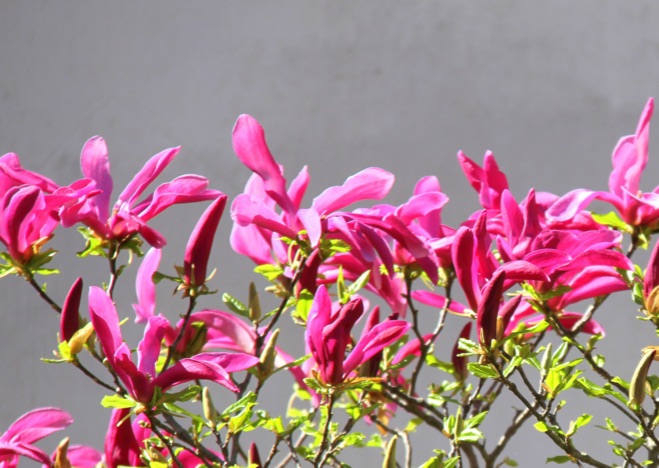 A0341 - Magnolien