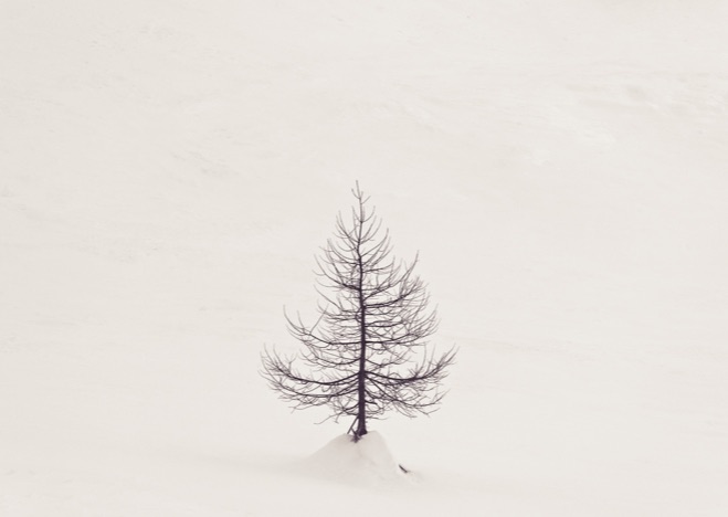 A0356 - Lärche im Schnee