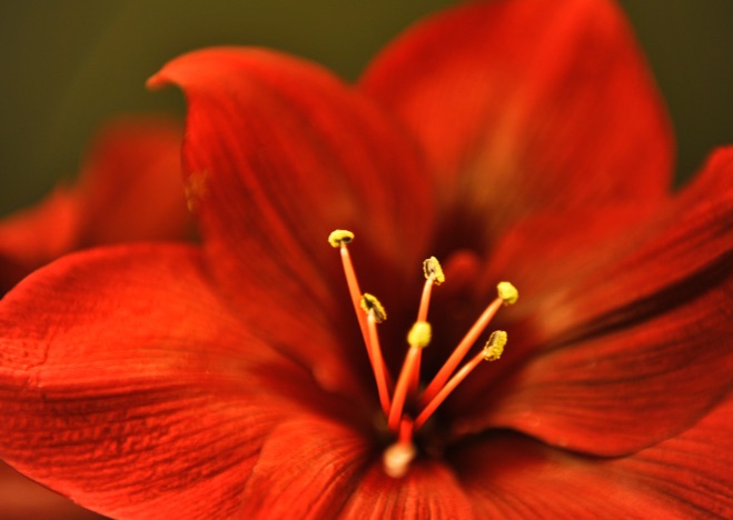 A0366 - Amaryllis