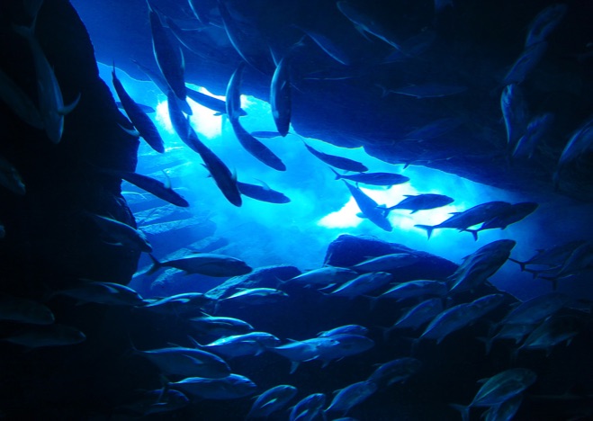 A0377 - Tanz der Fische