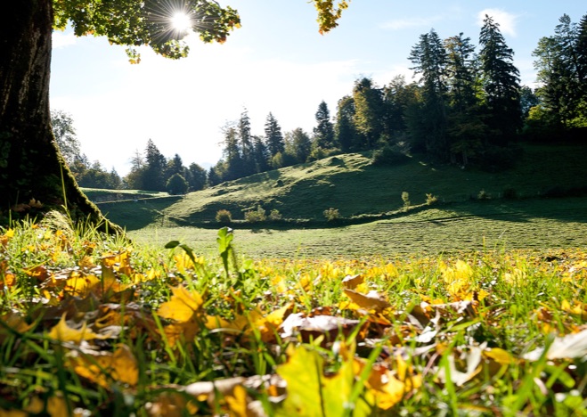 A0388 - Herbstlicht