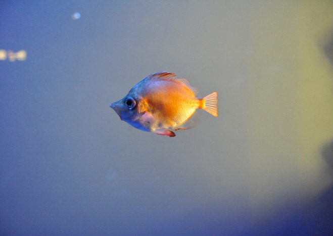 A0403 - Fisch
