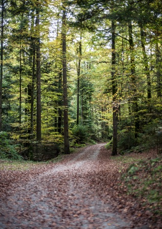A0427 - Kernwald