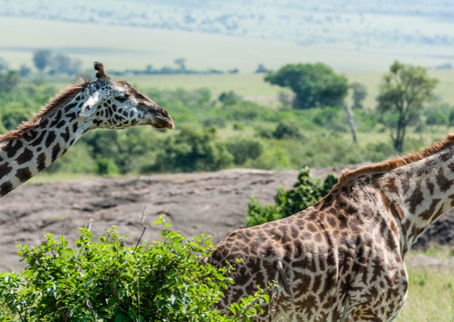 A0429 - Giraffen, Kenia
