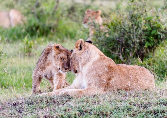 A0430 - Löwenmutter mit Baby, Kenia