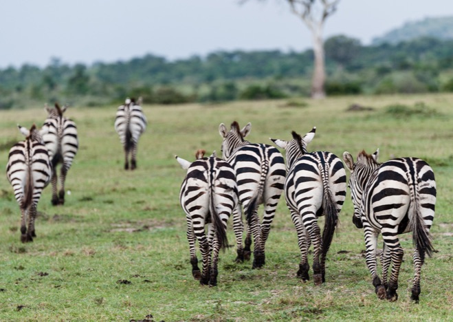 A0431 - Zebras, Kenia
