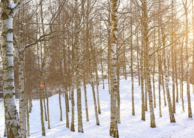 A0447 - Birkenwald