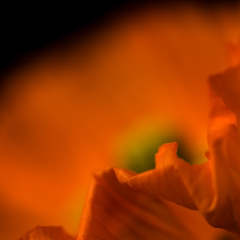 B0005 - Mohn