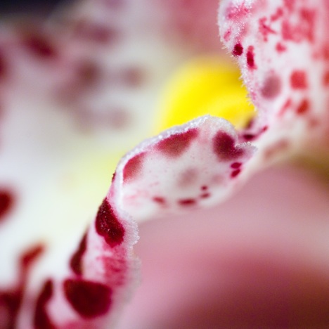 B0006 - Orchidee, Phalaenopsis