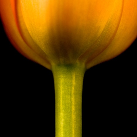 B0008 - Tulpe
